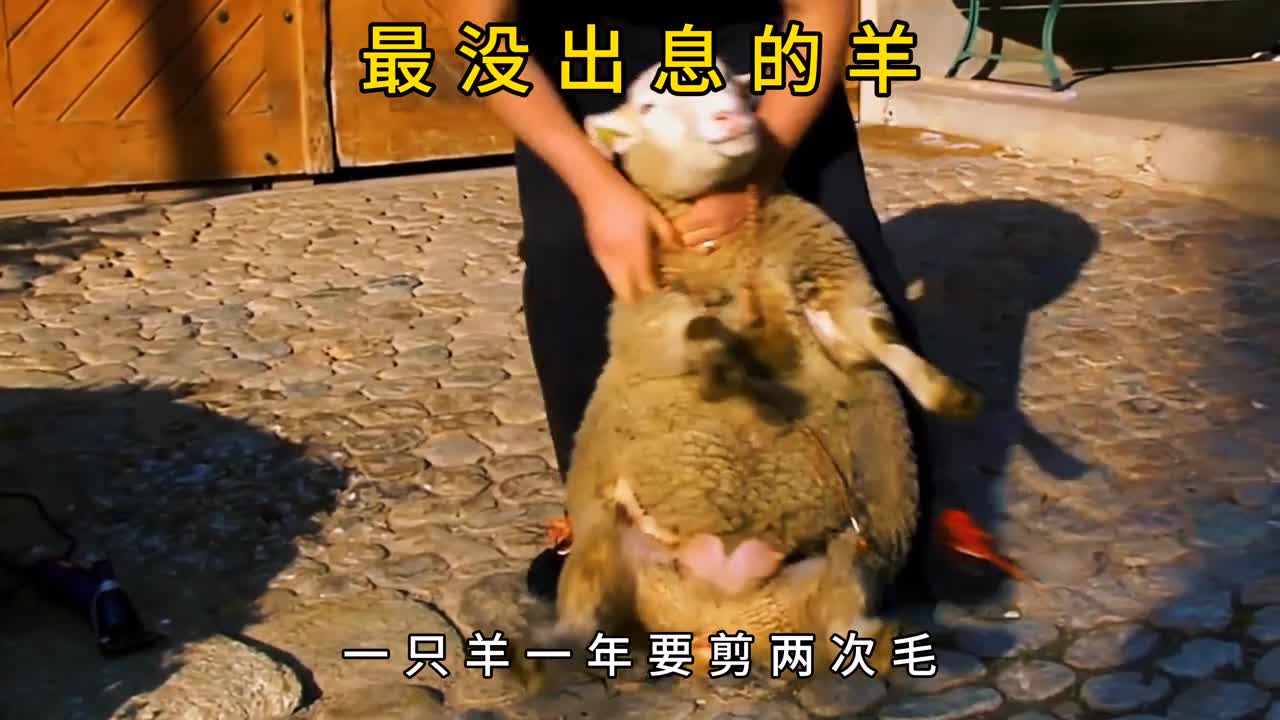 最没出息的羊出逃6年回来时顶着50斤羊毛跪求主人帮忙剪毛
