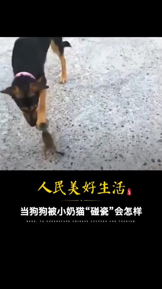 当狗狗被小奶猫碰瓷会怎样意想不到的有爱