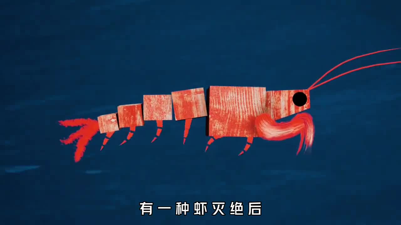 这种虾一旦灭绝地球上的动物将迎来大灭绝人类要小心了