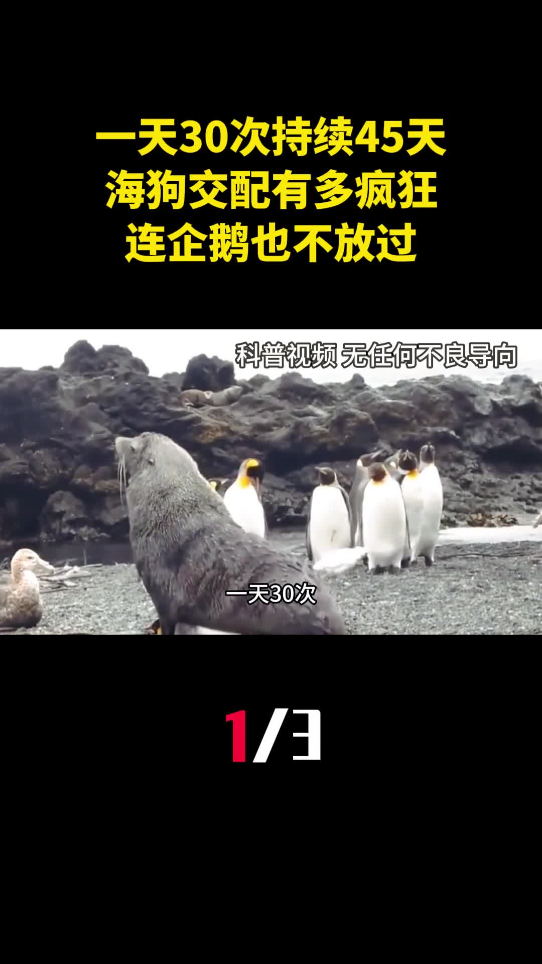一天30次持续45天海狗交配到底有多疯狂连企鹅也不放过1