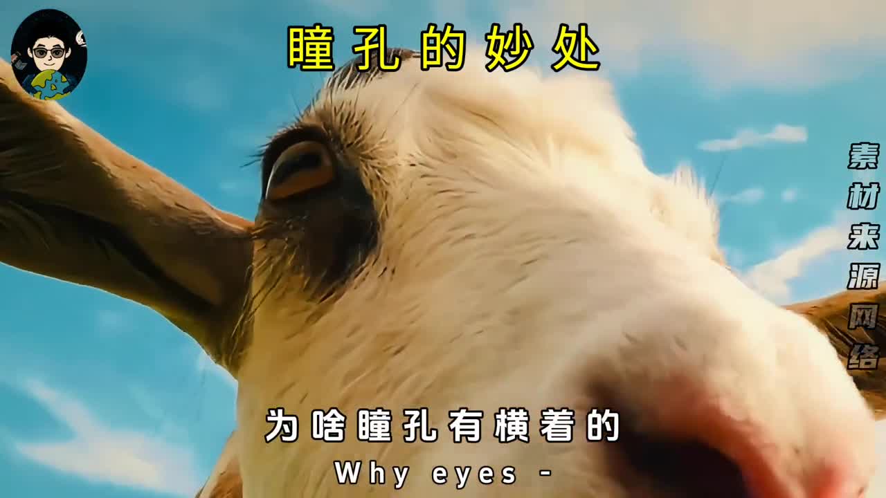 不同形状的瞳孔都有啥优点