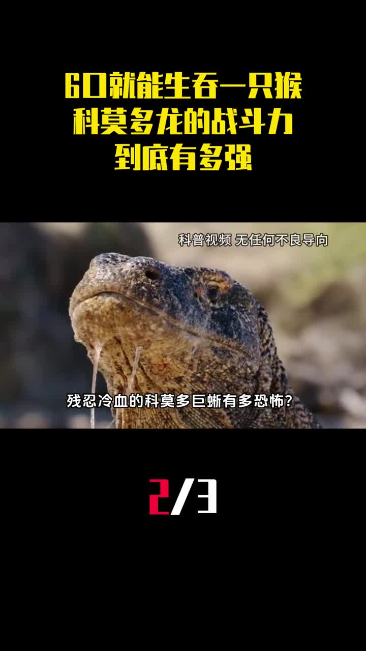 6口就能生吞一只猴科莫多龙的战斗力到底有多强2