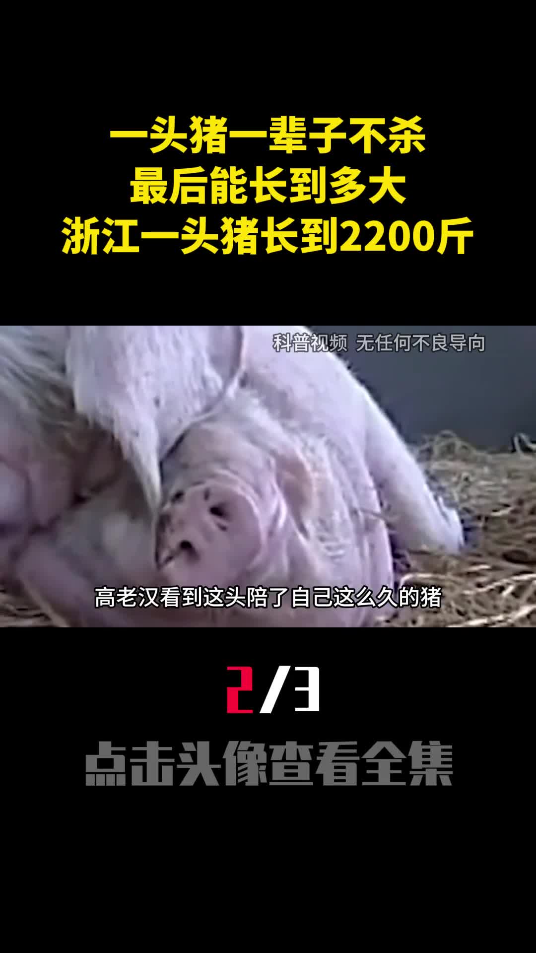 一头猪一辈子不杀最后能长到多大浙江一头猪长到2200斤2