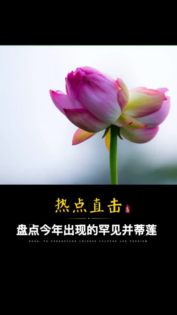 好运生成几率仅十万分之一的并蒂莲今年出现六株