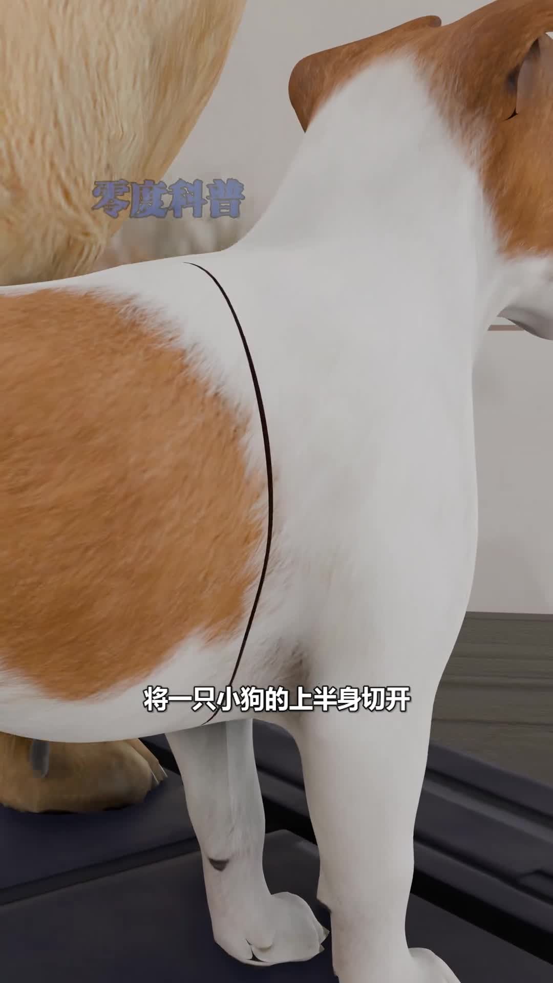 苏联骇人听闻的双头狗实验