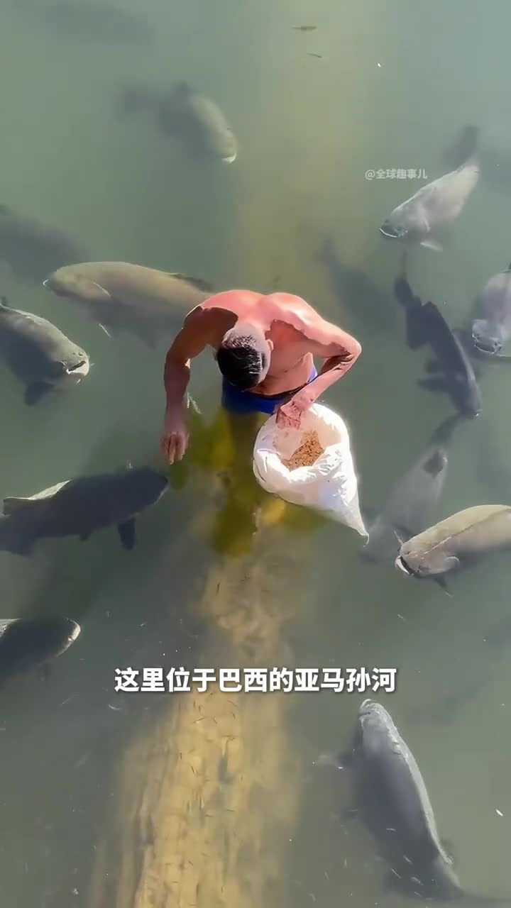 鱼也能被驯服野生鱼竟然主动靠近还乖乖的听话