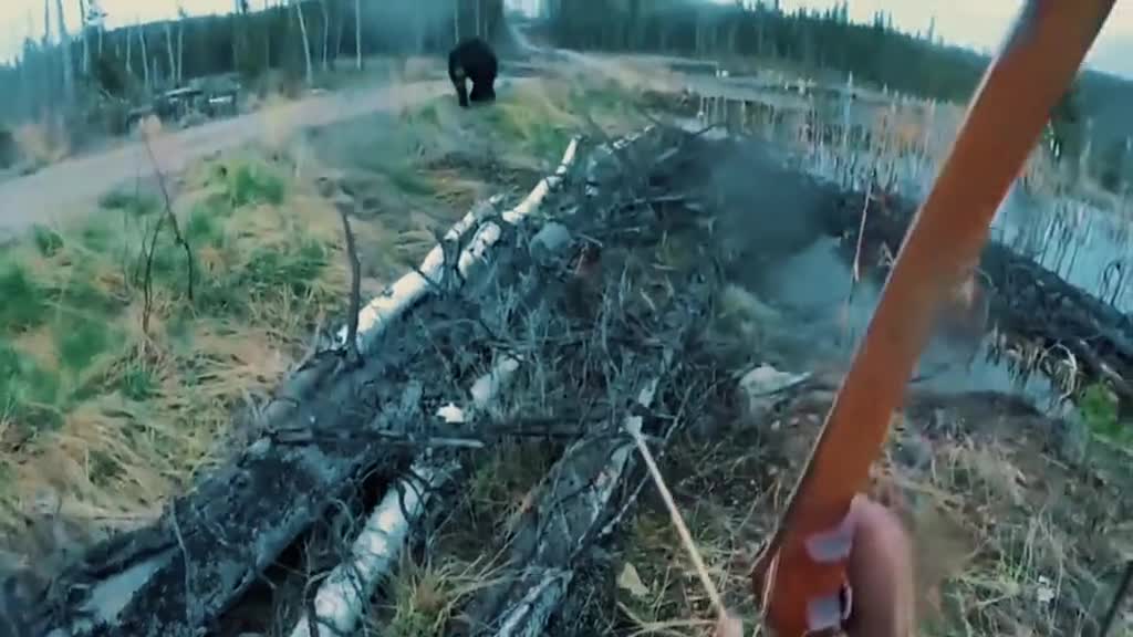 你知道活取熊胆究竟有多残忍吗它们的一生又有多悲惨呢