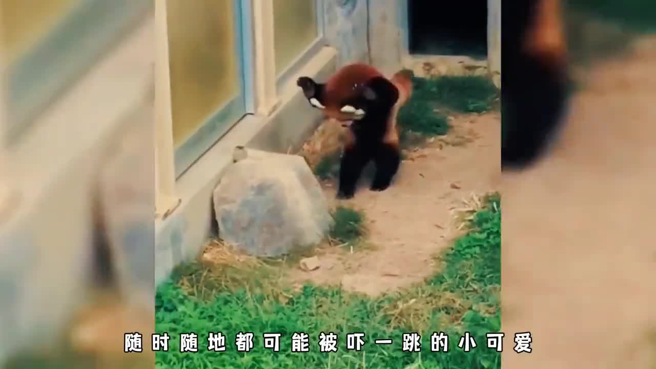 如何区分小熊猫和小浣熊它俩究竟有啥区别