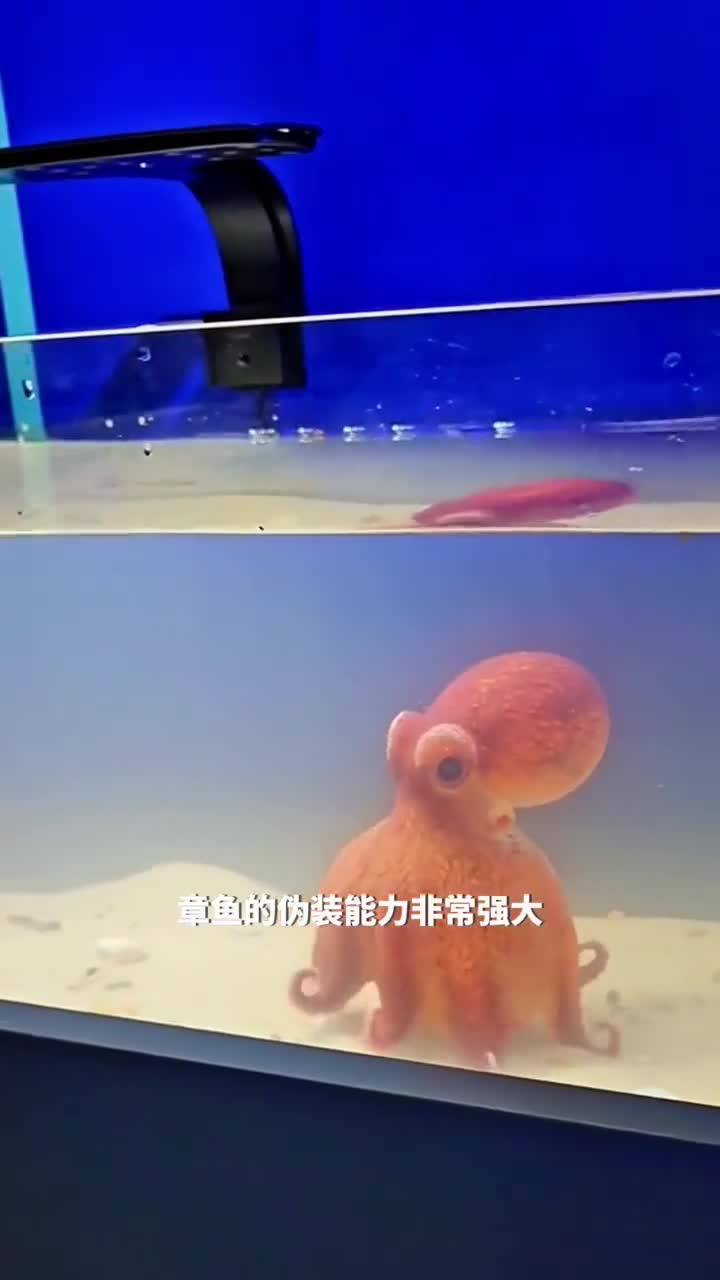 魔术师章鱼竟然能够瞬间与环境融为一体