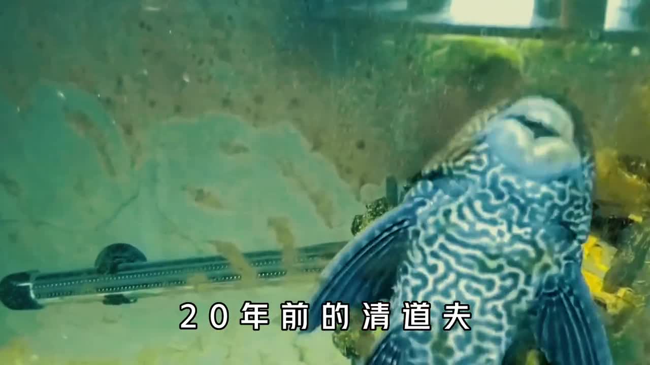 清道夫有多可怕为什么我们要见一只灭一只