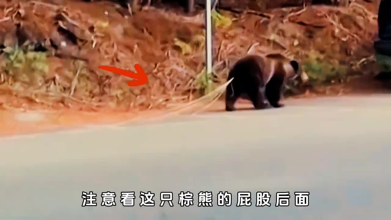 长10米可寄生在人类肠道内绦虫究竟有多可怕