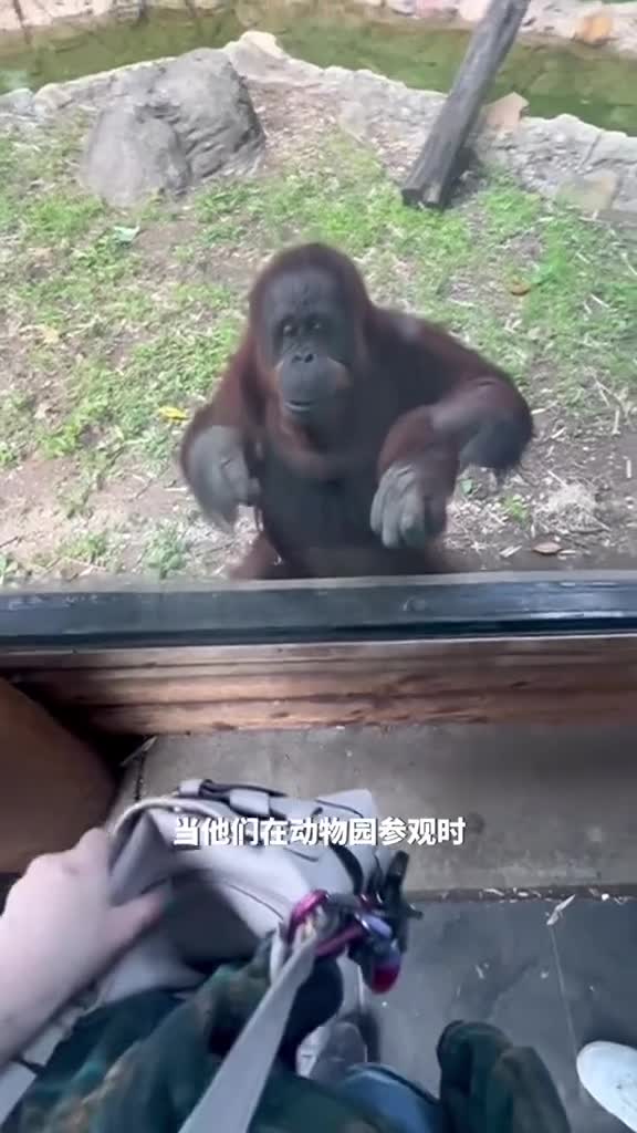 聪明的猩猩展现智慧和感情令人敬畏