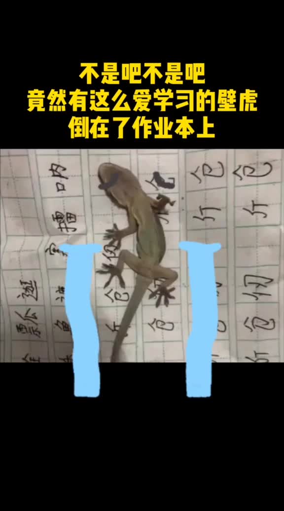 男孩子写作业睡着了正好压死一只倒霉的壁虎
