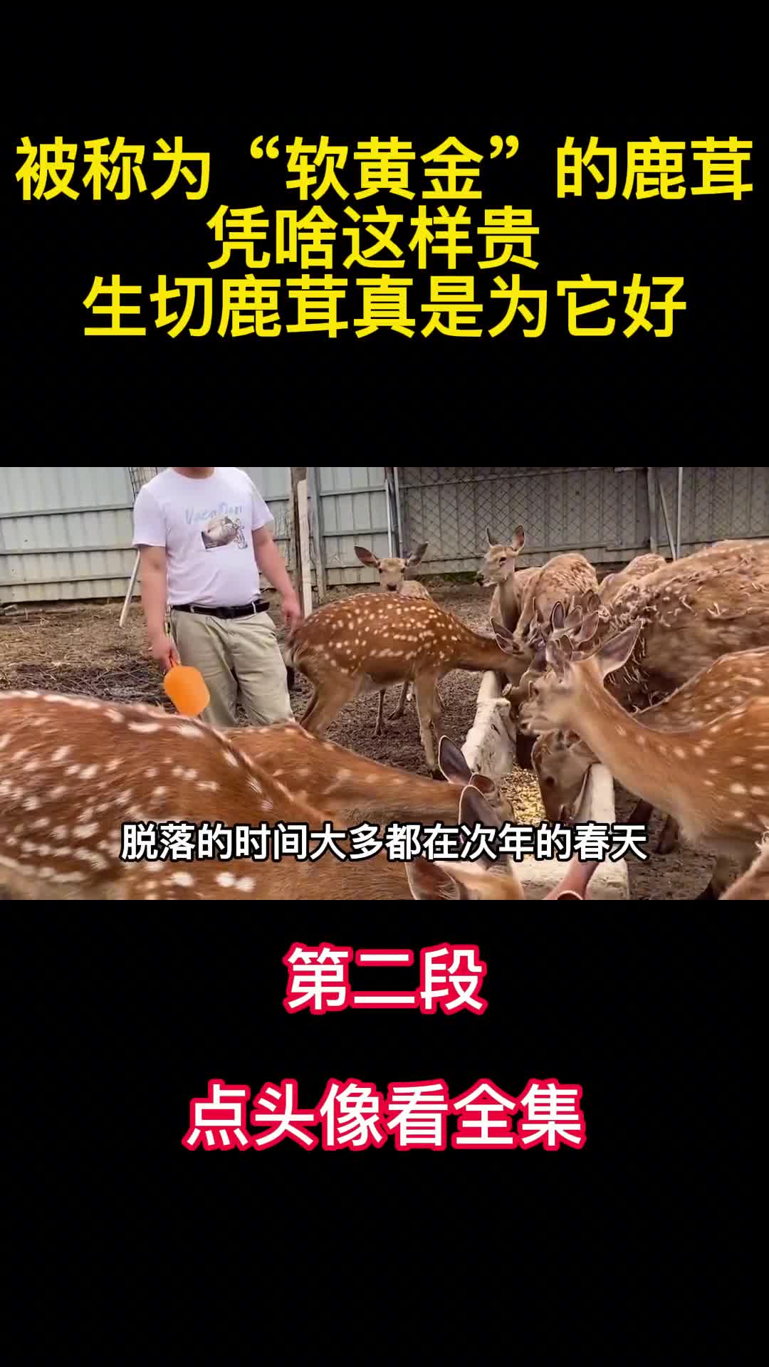 万元一斤的鹿茸真的有滋补奇效吗生切鹿茸真是为鹿好2