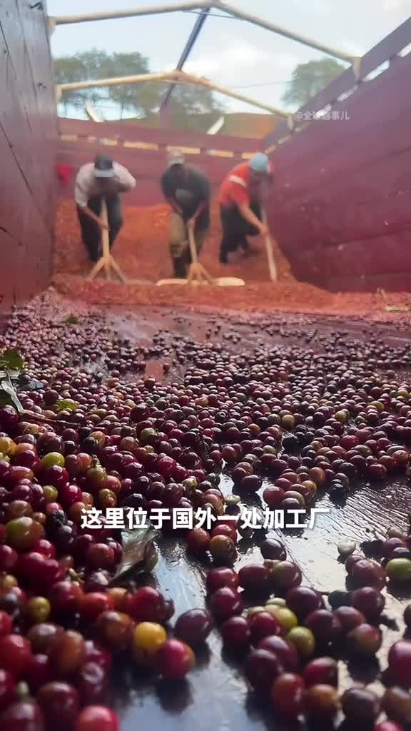 咖啡樱桃我们平时喝的咖啡原来长这样