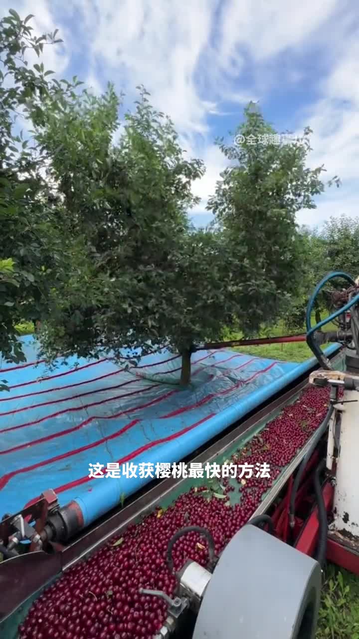 高速振动秒收樱桃只需几秒钟樱桃就从树枝上掉落一地