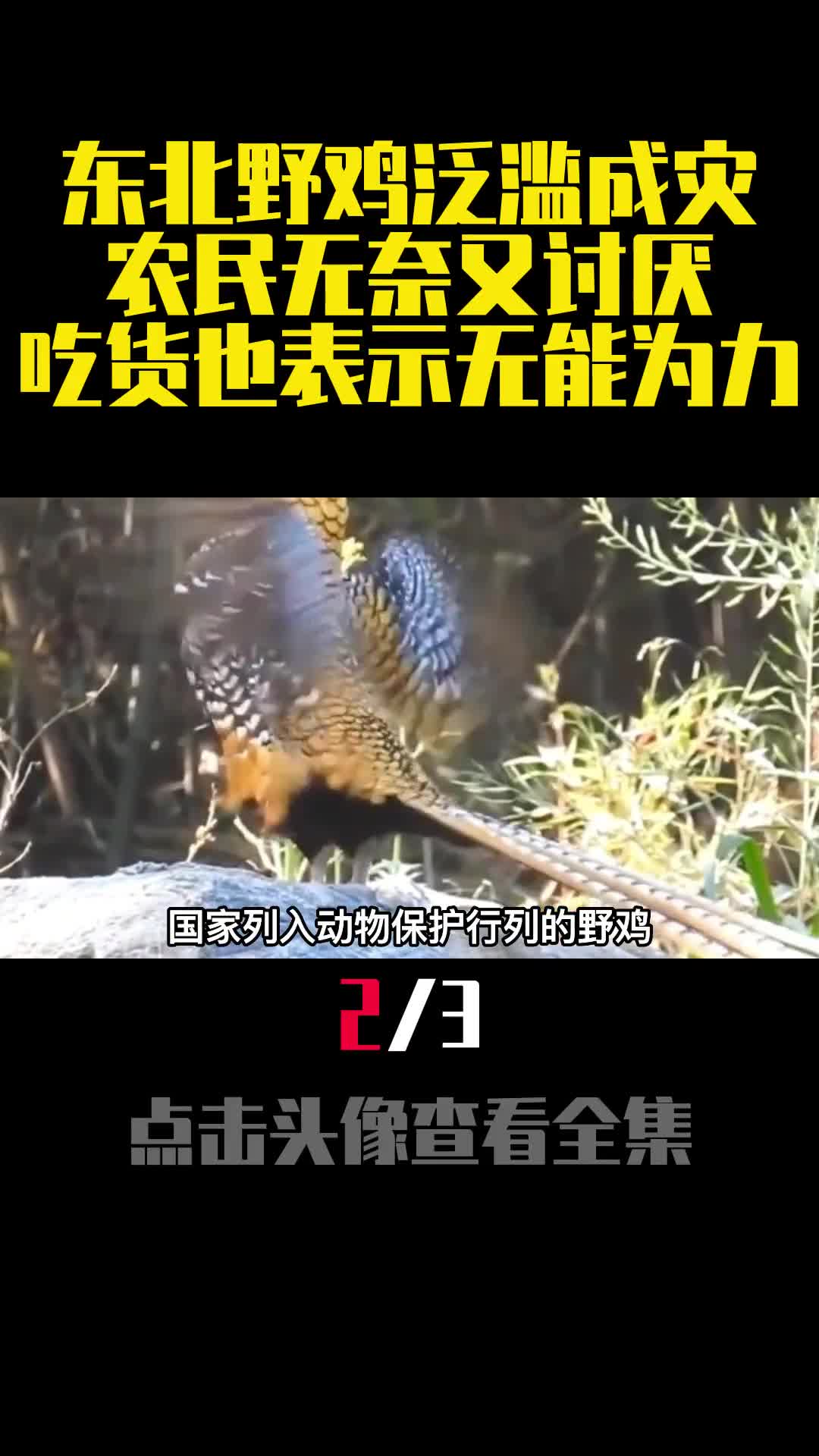 东北野鸡泛滥成灾农民无奈又讨厌吃货也表示无能为力2