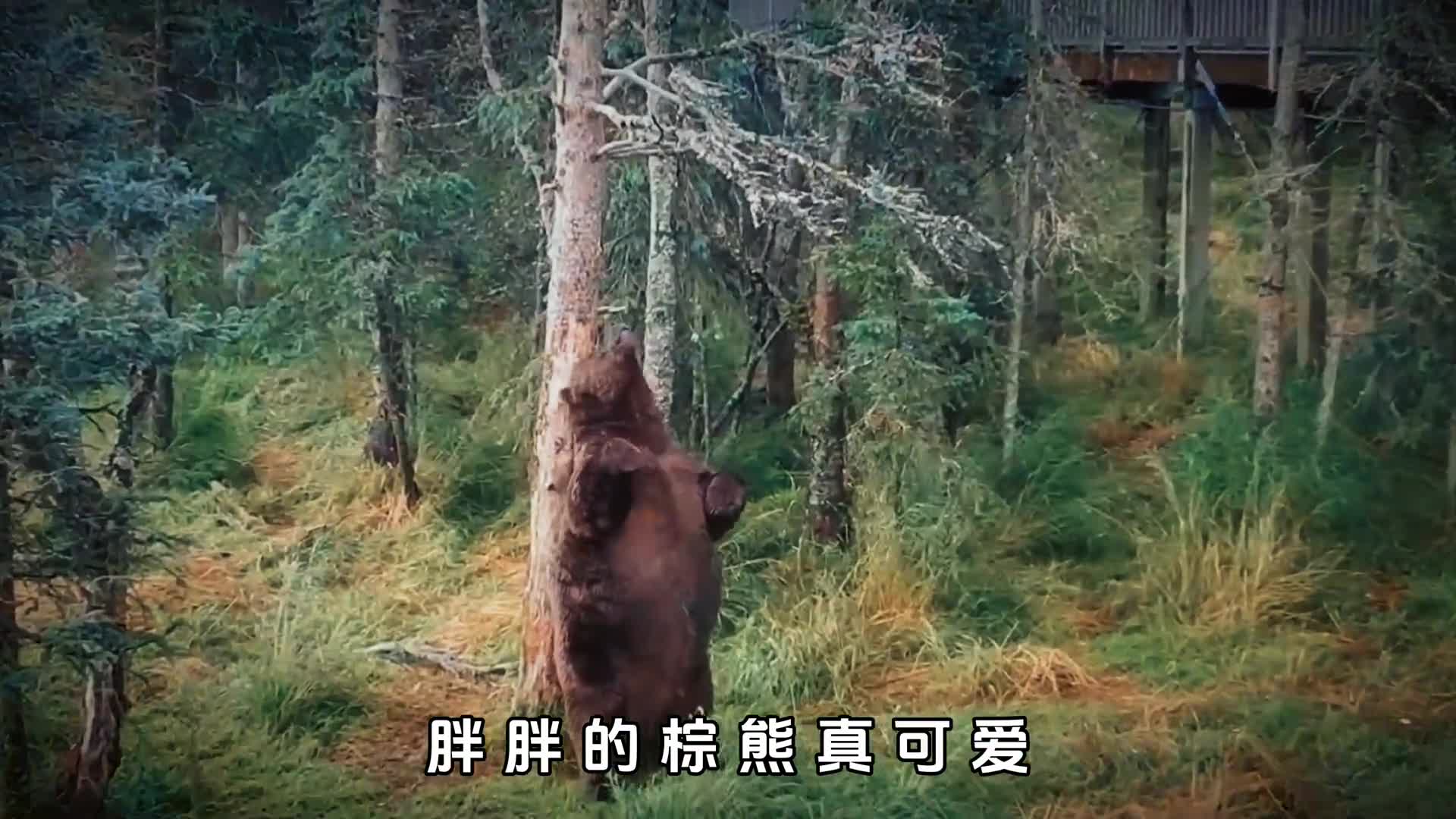 原来熊也可以很搞笑