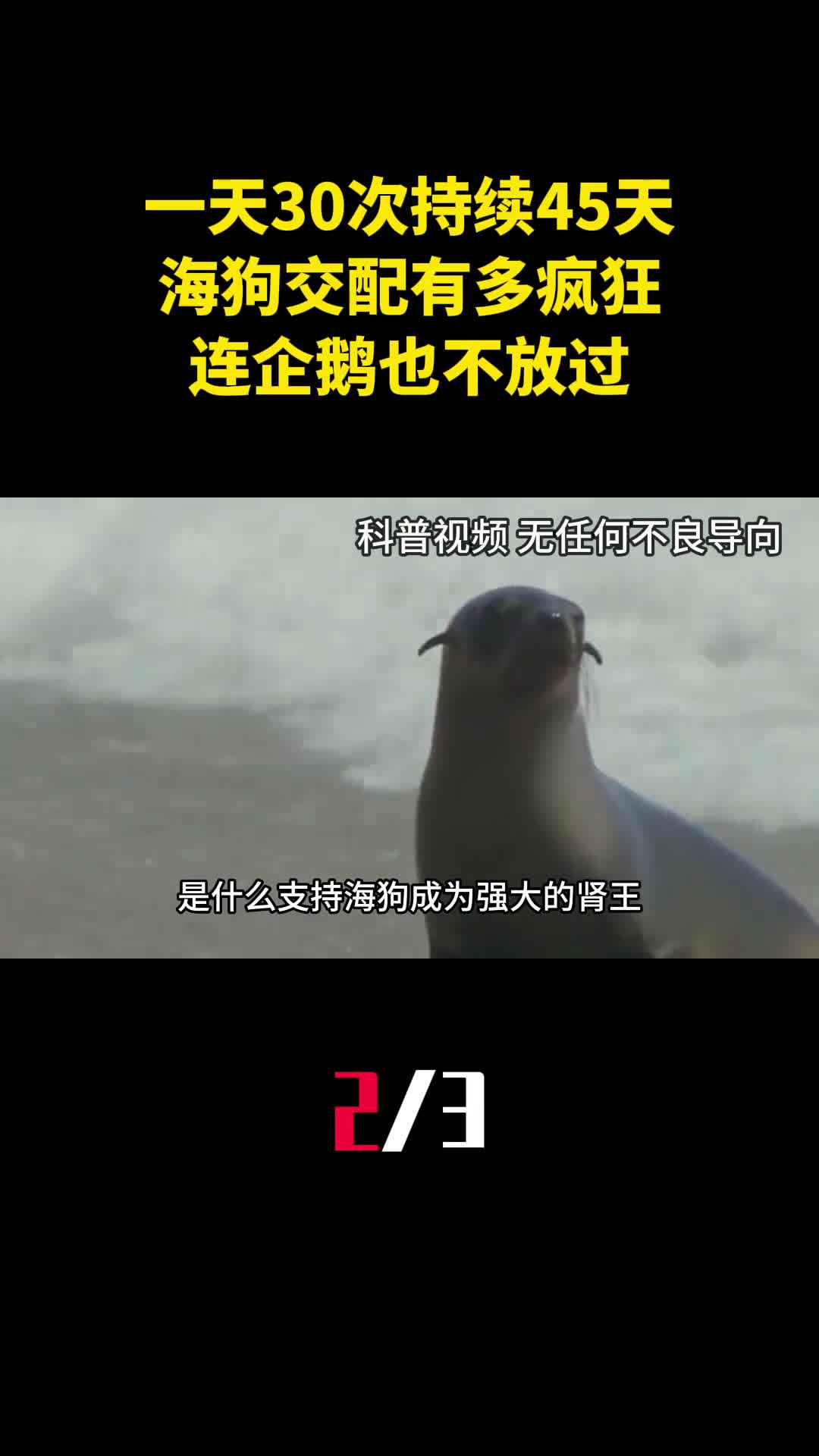 一天30次持续45天海狗交配到底有多疯狂连企鹅也不放过2