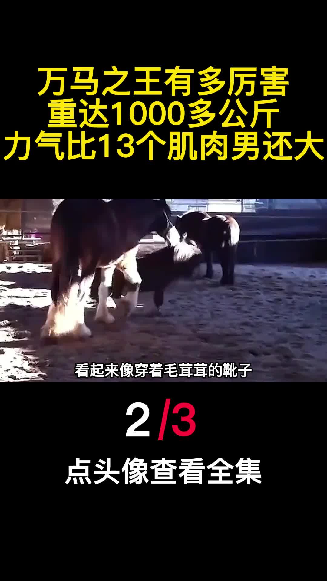 万马之王有多厉害重达1000多公斤力气比13个肌肉男还大2
