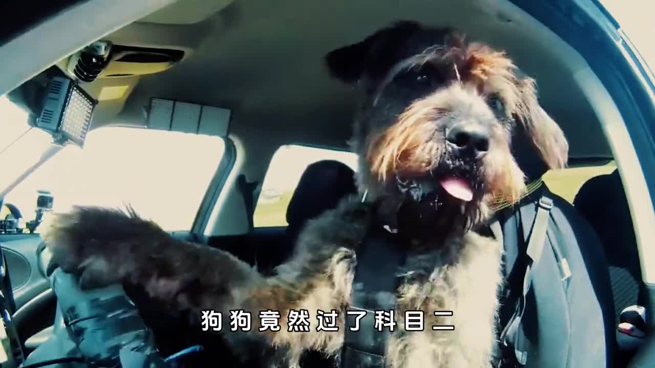 世界上第一批考驾驶证的狗仅仅47天全员通过驾考