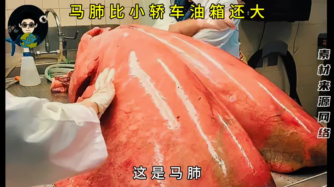 马肺真的太大了