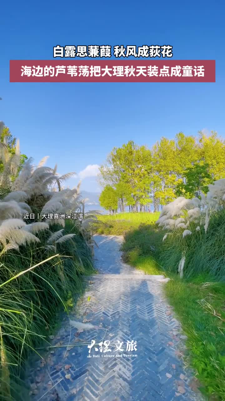 大理白族自治州历史悠久远在新石器时代就有白族彝族等少数民族先民在这里繁衍生息海边的芦苇荡把大理秋天装点成童话秋天一定要去一次大理