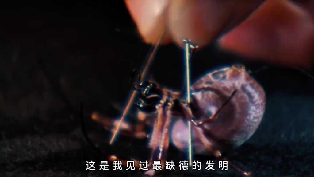 把蜘蛛的蛛丝掏空会是怎样的体验人类真是将压榨进行到了极致