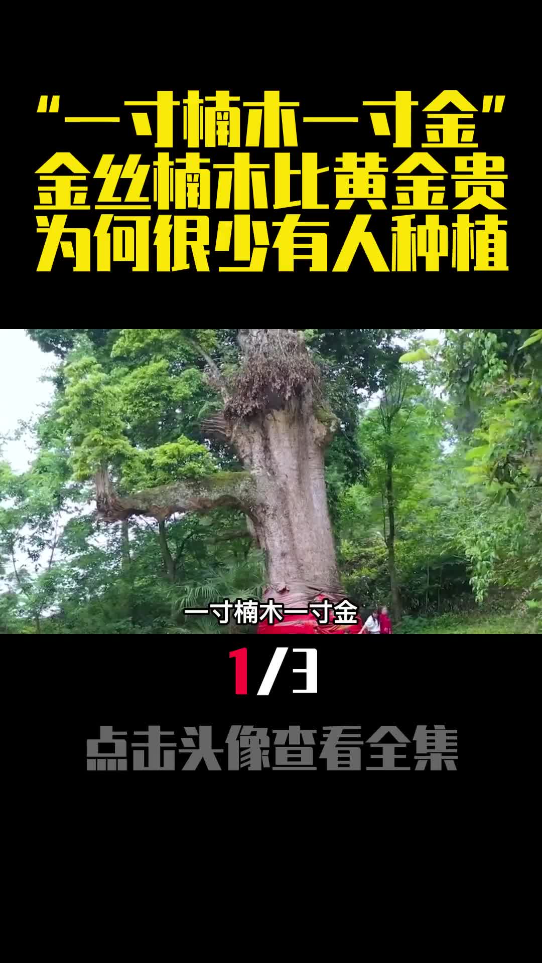 一寸楠木一寸金金丝楠木比黄金贵为何很少有人种植1