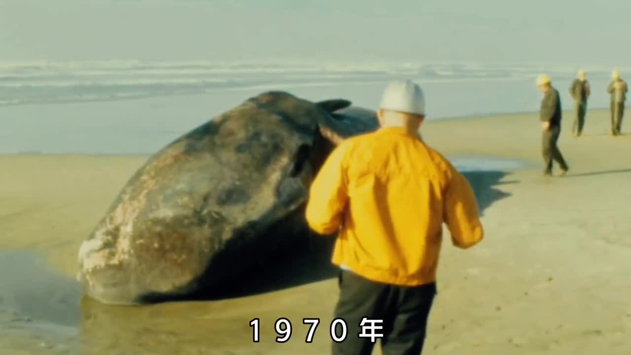 鲸爆究竟有多可怕2004年我国台湾省发生鲸爆一周后臭味才散