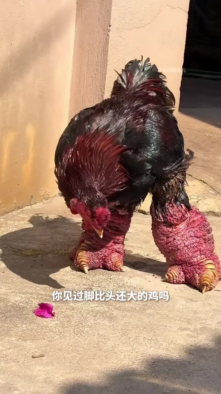 越南东涛鸡脚大如树根东涛鸡到底有多神奇