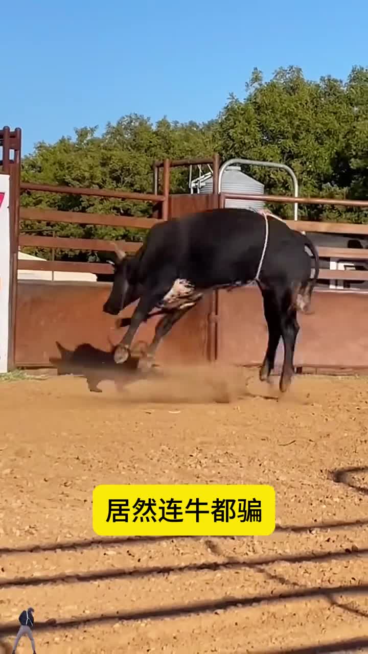 居然连牛都骗太丧心病狂了