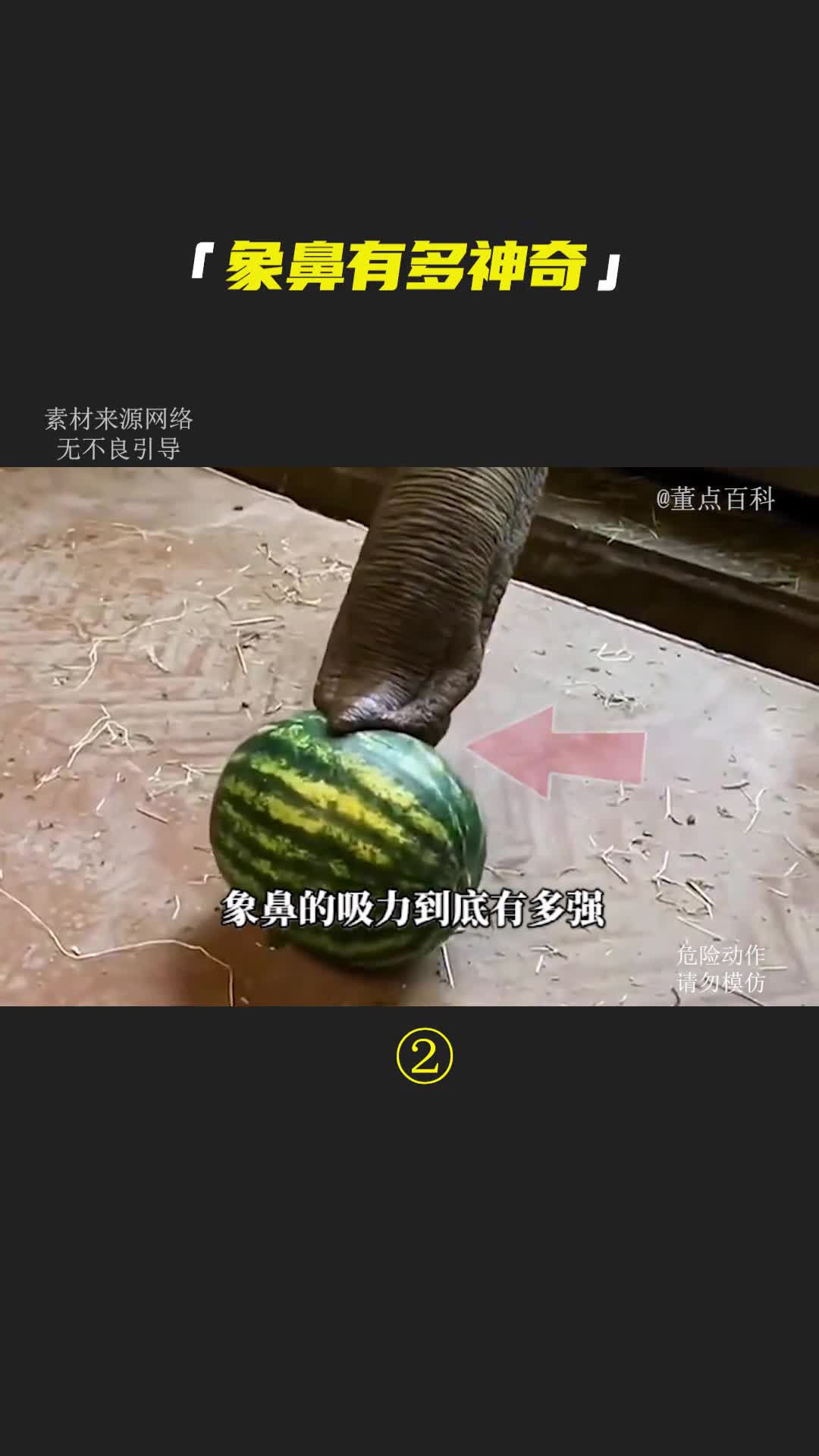 象鼻的吸力有多强它最多能吸起多重的物品