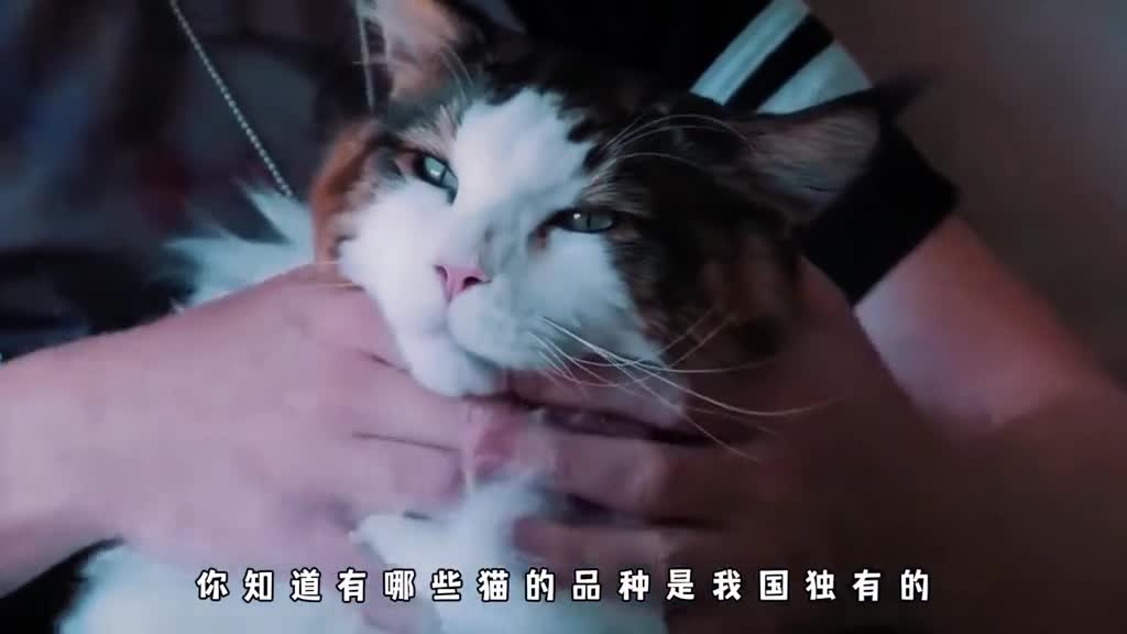 中国有哪些独有的猫咪品种