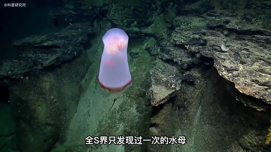 只出现过一次的稀有水母你见过了吗还有10种好看的水母对比你觉得哪个最好看一