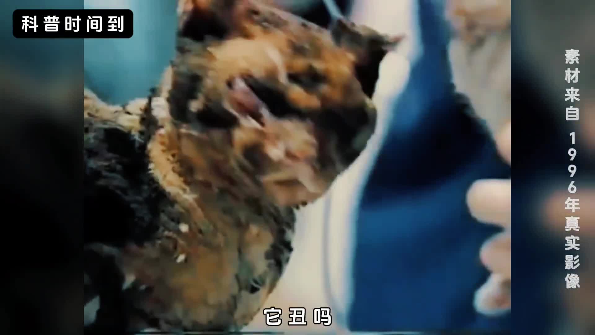 为救孩子它5次冲入火海母爱究竟有多伟大