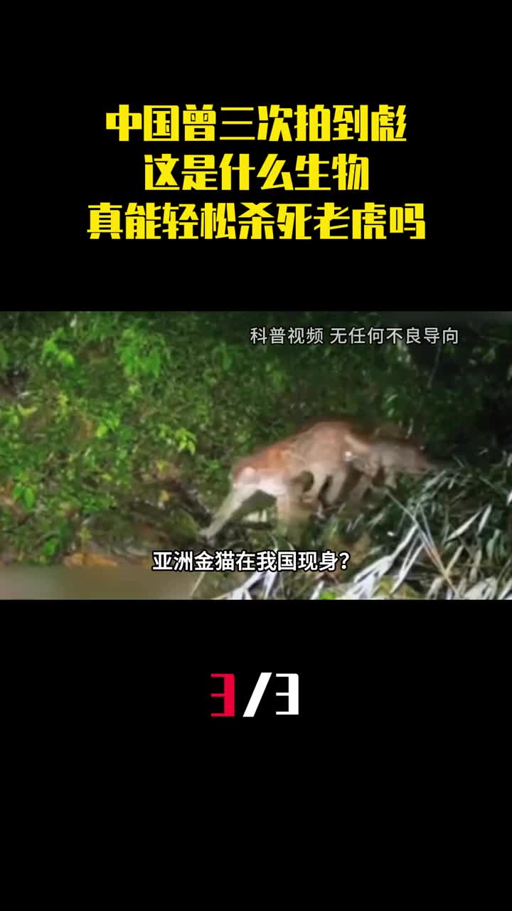 中国曾三次拍到彪这是什么生物真能轻松杀死老虎吗3