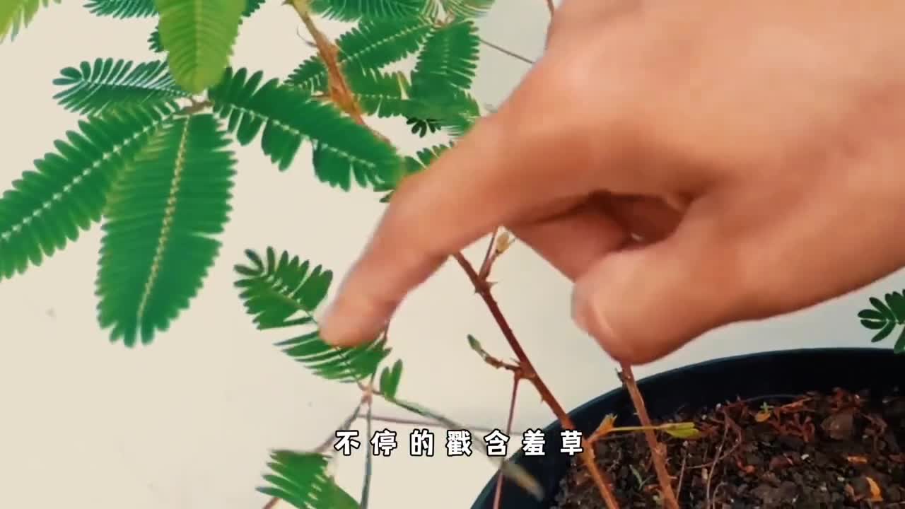 如何得到一株不要脸的含羞草不停戳它会不会死