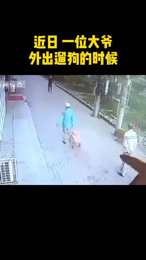 暖老人被猫砸晕金毛堵猫保护现场