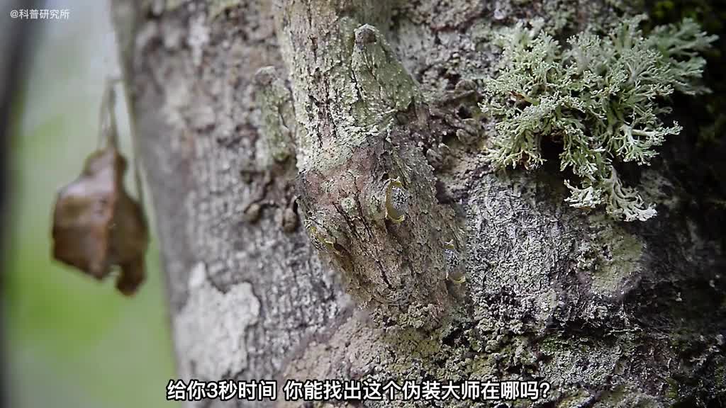 动物界的伪装大师你根本发现不了它在哪