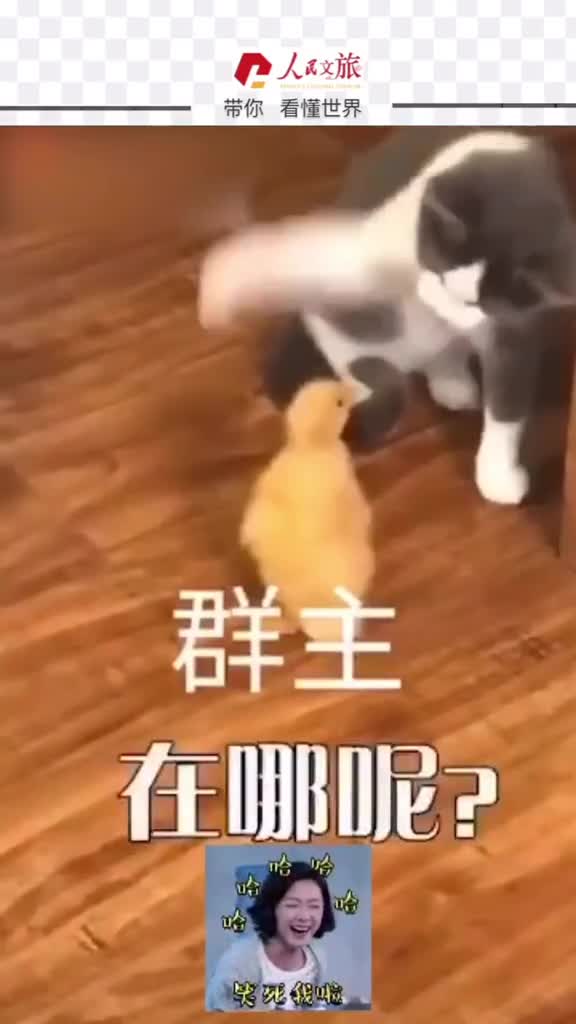 要去哪里看看这个小视频让你瞎跑