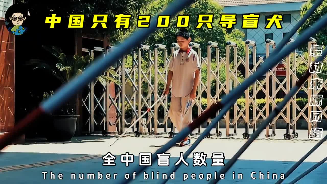 我国盲人数量1731万导盲犬却只有200只这究竟是为啥