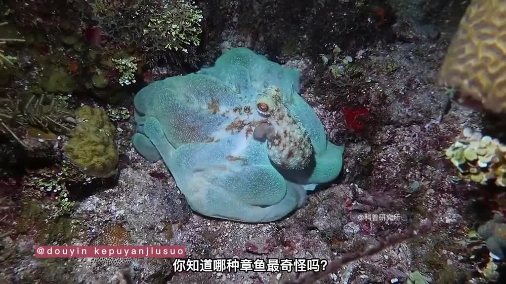 世界上最奇怪的十种章鱼我保证你们没见过三