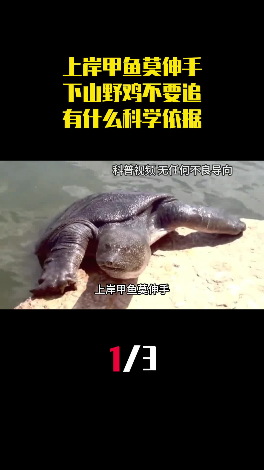 上岸甲鱼莫伸手下山野鸡不要追这俗语有什么科学依据1