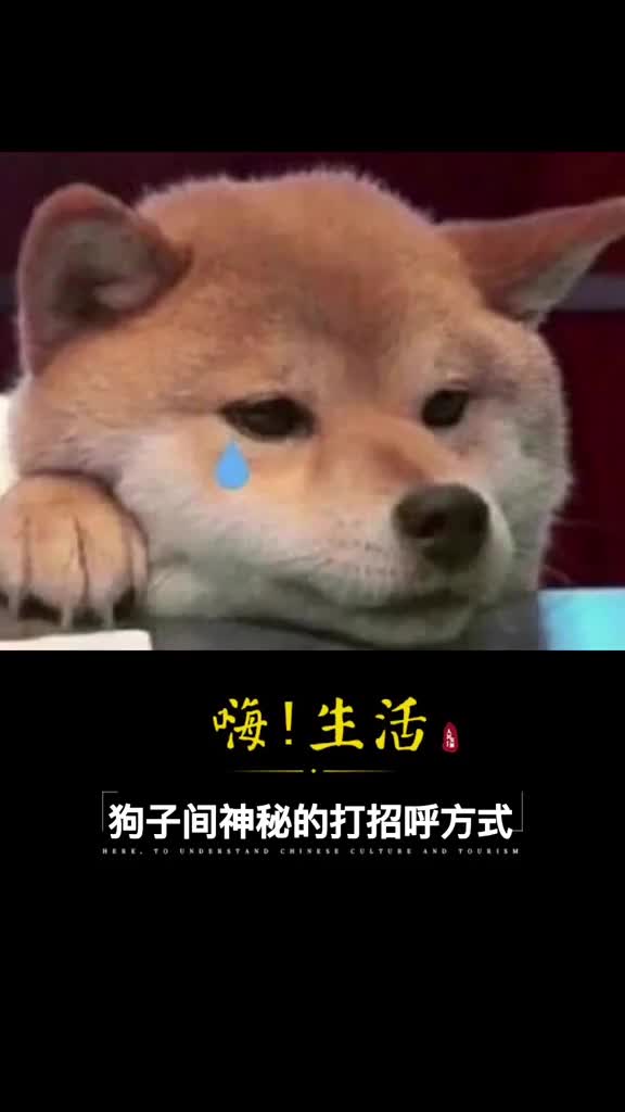 狗子间神秘的打招呼方式这是失传已久的一种交谊舞舞步