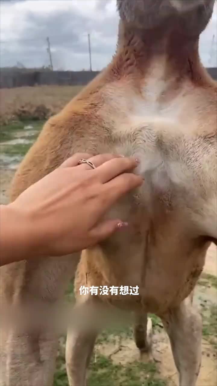 袋鼠的超级肌肉让人惊叹食草的袋鼠为什么如此强壮