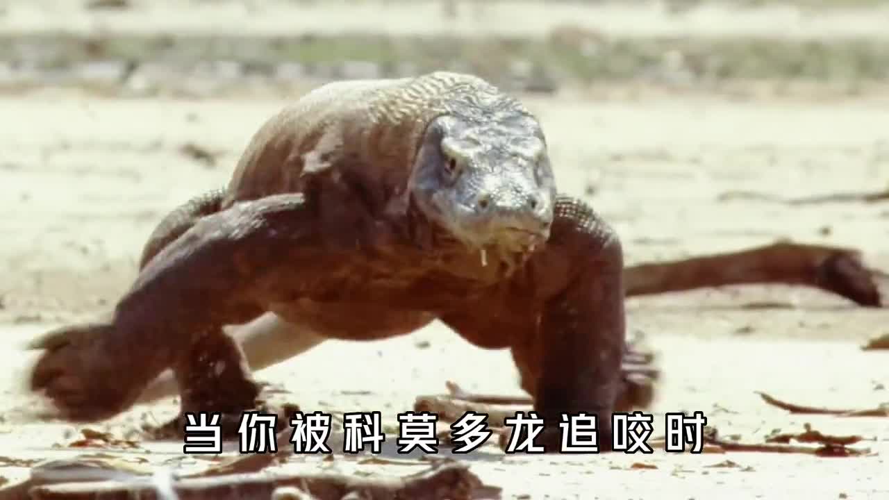 如果你被科莫多龙追该如何自救爬树潜水这两个千万别做