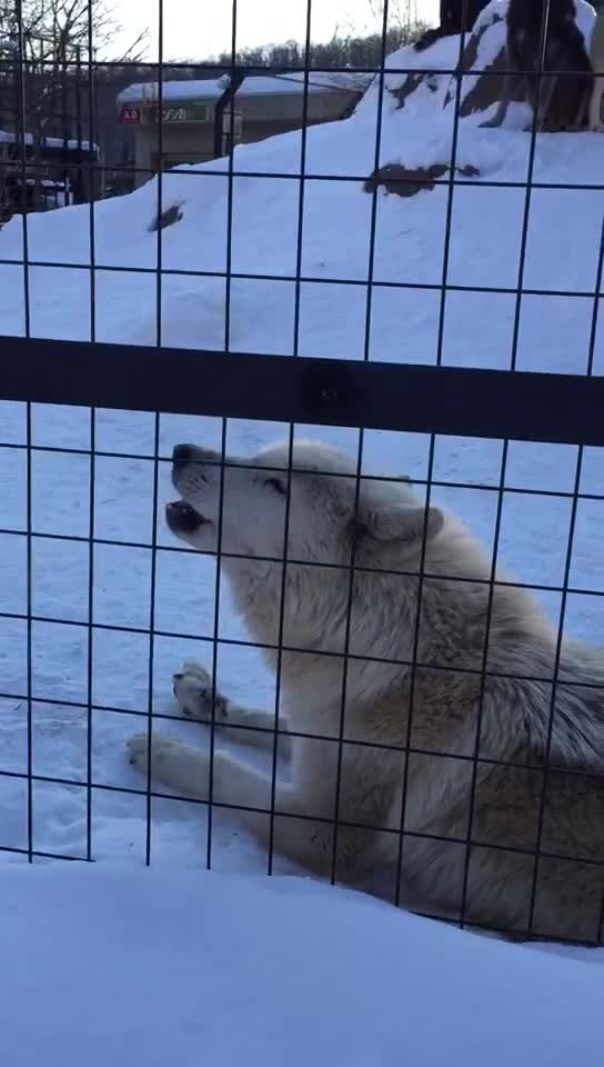 谁家的二哈跑贝加尔湖去了坐标贝加尔湖