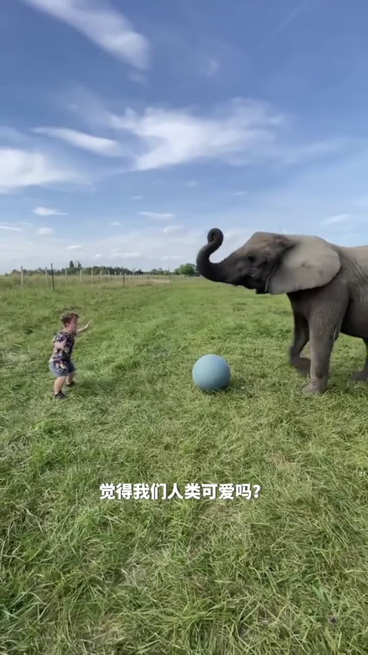 拥有地球上的超级大脑的大象细腻的情感与惊人的智慧远超我们想象