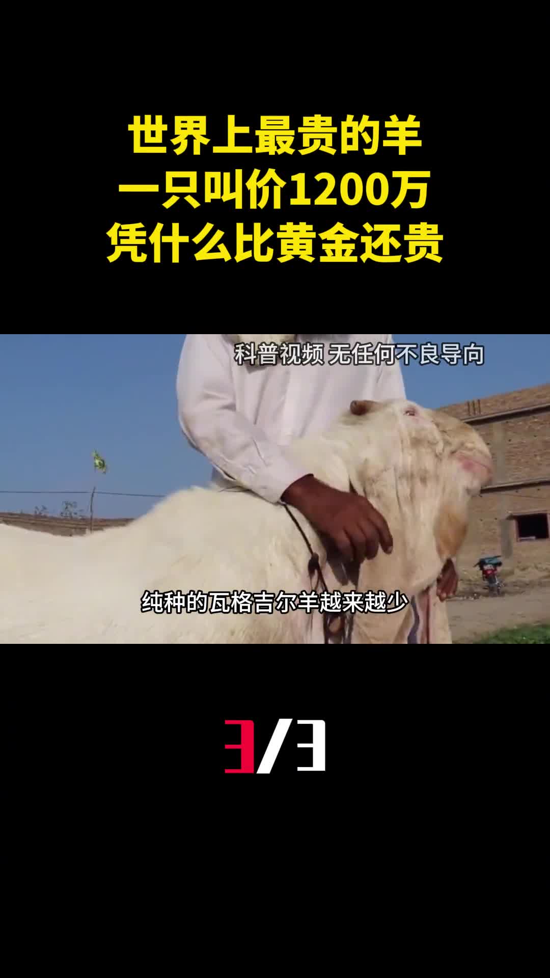 世界上最贵的羊一只叫价1200万凭什么比黄金还贵3